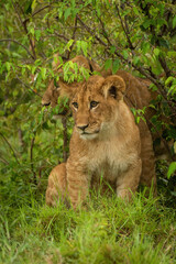 Fototapeta premium Lion cub sits in bushes with another