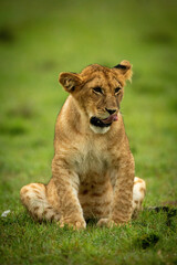 Obraz na płótnie Canvas Lion cub sits in grass looking down