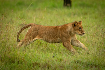 Lion cub runs through grass stretching legs