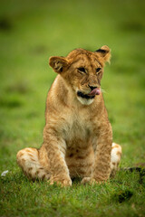 Lion cub sits in grass licking lips