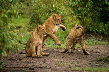 Naklejka premium Lion cub sits beside two others playing