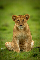 Lion cub sits in grass eyeing camera