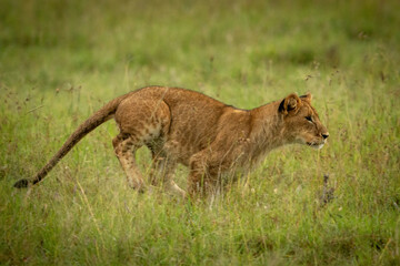 Lion cub runs through grass staring right