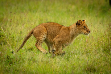 Lion cub runs right through long grass