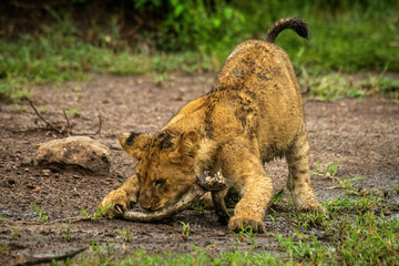 Obraz na płótnie Canvas Lion cub plays with stick on ground