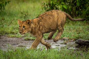 Lion cub runs left on muddy ground