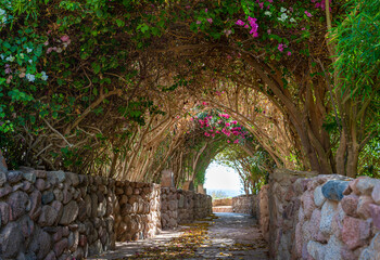 Arch alley in Summer garden. Beautiful path leading to the sea. Beautiful footpath in the garden. Walk way with colorful flowers and trees background
