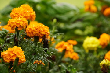 マリーゴールド