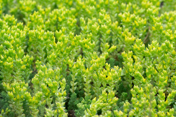 Fototapeta na wymiar Sedum acre, goldmoss stonecrop spring leaves macro selective focus