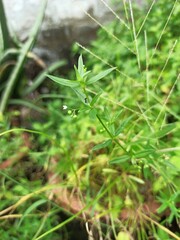 dew on grass