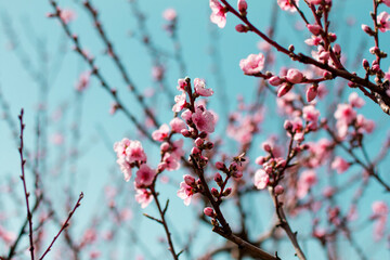 Peach garden blooms in April, Bakhchysarai, Crimea