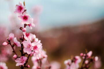 Peach garden blooms in April, Bakhchysarai, Crimea