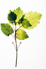 green leaves on the white background