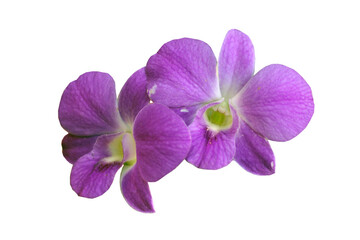 Fototapeta na wymiar purple and yellow orchid flowers on a white background