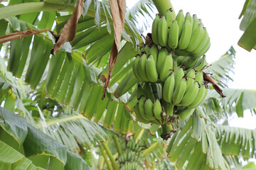 Musa acuminata fruits hanging down on tree closeup in the garden.