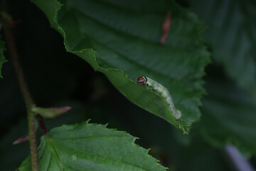 Green caterpillar eats young foliage on bushes