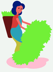 Woman collects the top leaves of tea