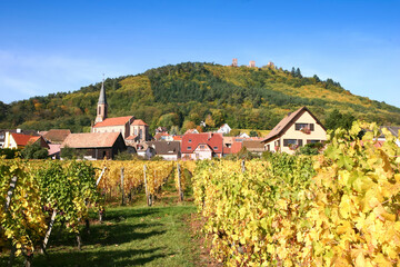 Fototapeta na wymiar Paysage de vignes et raisin en Alsace aux couleurs jaune du début de l'automne