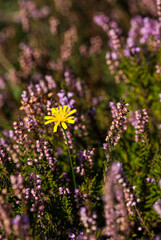 Yellow flower standing out against purple heather in the New Forest, UK