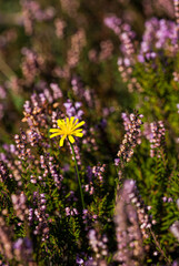 Obraz premium Yellow flower standing out against purple heather in the New Forest, UK