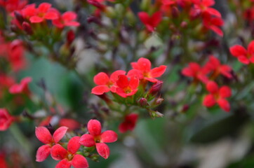 little red flower