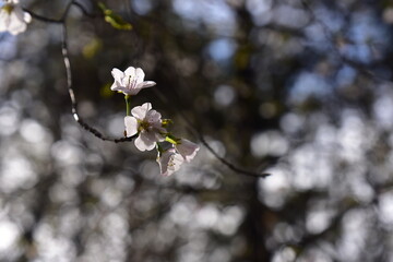 Cherry blossoms, cherry blossoms, blooming in spring,