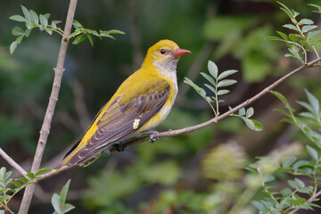Female Eurasian Golden Oriole (Oriolus oriolus) on a branch