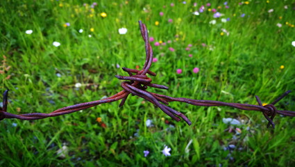 Stacheldraht