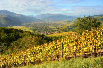 Fototapeta na wymiar Paysage de vignes et raisin en Alsace aux couleurs jaune du début de l'automne