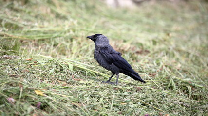  Eurasian jackdaw,  European jackdaw, the jackdaw, Coloeus monedula in Latine, on the ground