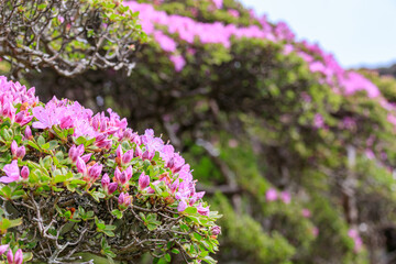 平治岳　ミヤマキリシマの蕾　大分県　Mt.Hijidake Miyama Kirishima buds Kirishima Ooita-ken