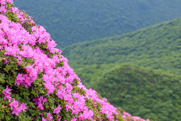 Fototapeta premium 平治岳 ミヤマキリシマ 大分県 Mt.Hijidake Miyama Kirishima Ooita-ken