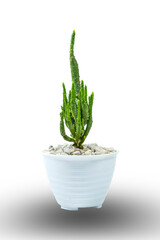 white background cactus