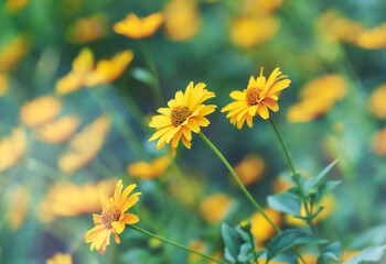 Nature background with spring flowers. Selective and soft focus. Close up. 