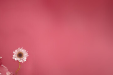 pink background. photo of a pink water surface with a flower floating in it - Powered by Adobe
