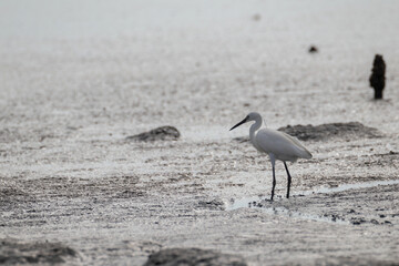 bird walking and finding food on sand at the beach in summer morning