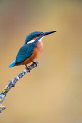 Kingfisher perched on a branch with warm background