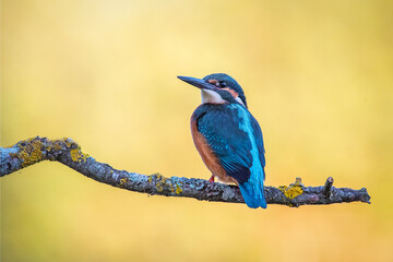 Kingfisher perched on a branch with warm background