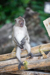 The monkey sat gesturing like a person on a bamboo