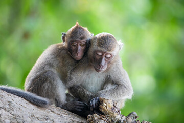Naklejka na ściany i meble Two baby monkeys hugging each other on the tree.