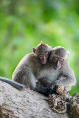Fototapeta na wymiar Two baby monkeys hugging each other on the tree.