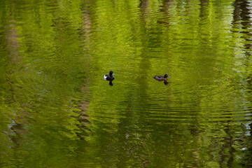 fresh green foliage is reflected in the water of the pond, where ducks swim