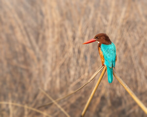 White Chested Kingfisher on a branch