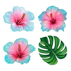 Watercolor colorful hand drawn hibiscus flower and tropical leaf