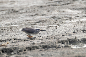 bird walking and finding food on sand at the beach in summer morning