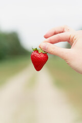 Holding strawberry in hand on green background. Seasonal red berry