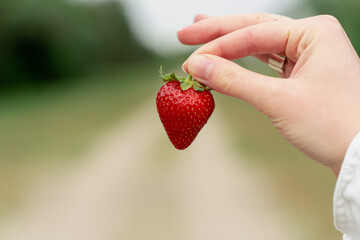 Holding strawberry in hand on green background. Seasonal red berry