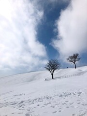 trees on snow