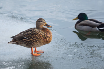duck on the ice, mallards in the pond
