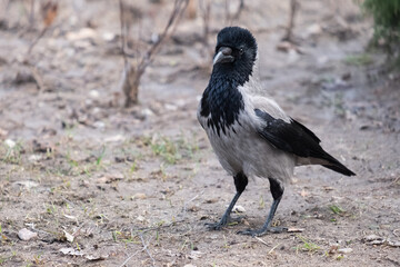 Hooded crow in the nature, Corvus cornix